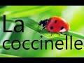 David Rain: Victor Hugo's "La coccinelle" (sung by Matthew Curtis)